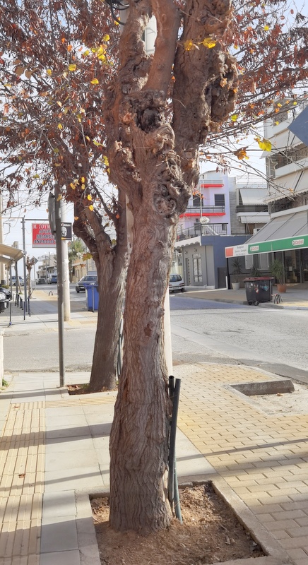 "Γιατί έκοψαν τα δέντρα στην ανάπλαση της Φαβιέρου;" 4 "Γιατί έκοψαν τα δέντρα στην ανάπλαση της Φαβιέρου;" 3