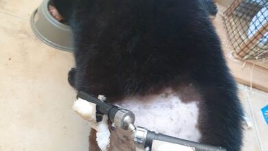 Ξεσπάει η βουβή οργή για τον αδίστακτο κακοποιό με το αεροβόλο στα Κουνέλια 40