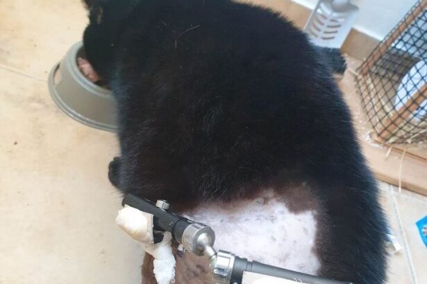 Ξεσπάει η βουβή οργή για τον αδίστακτο κακοποιό με το αεροβόλο στα Κουνέλια 43