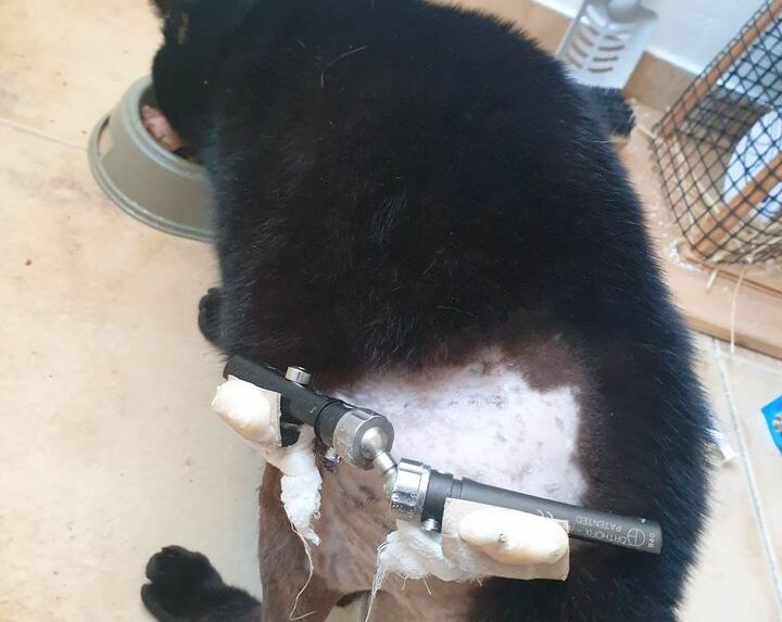 Ξεσπάει η βουβή οργή για τον αδίστακτο κακοποιό με το αεροβόλο στα Κουνέλια 1