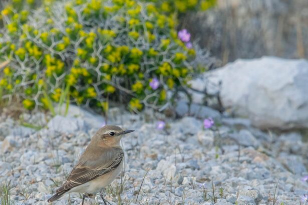 Ο σταχτοπετροκλής επέστρεψε από τη Σαχάρα 31