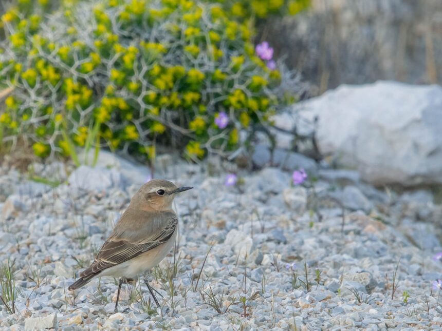 Ο σταχτοπετροκλής επέστρεψε από τη Σαχάρα 2 Ο σταχτοπετροκλής επέστρεψε από τη Σαχάρα 1