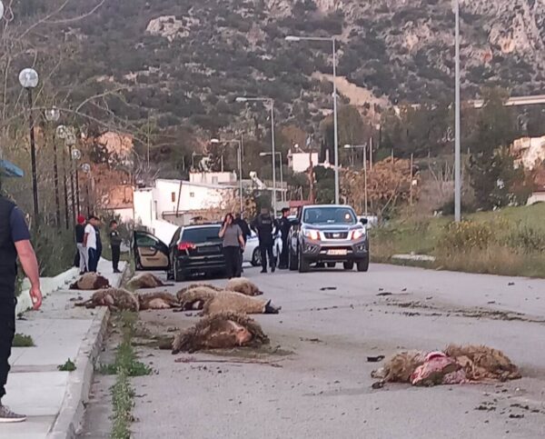Νεόκτιστα: Εγκληματική οδήγηση, θύματα πολλά ζώα - Σκληρή εικόνα 4 Νεόκτιστα: Εγκληματική οδήγηση, θύματα πολλά ζώα - Σκληρή εικόνα 3