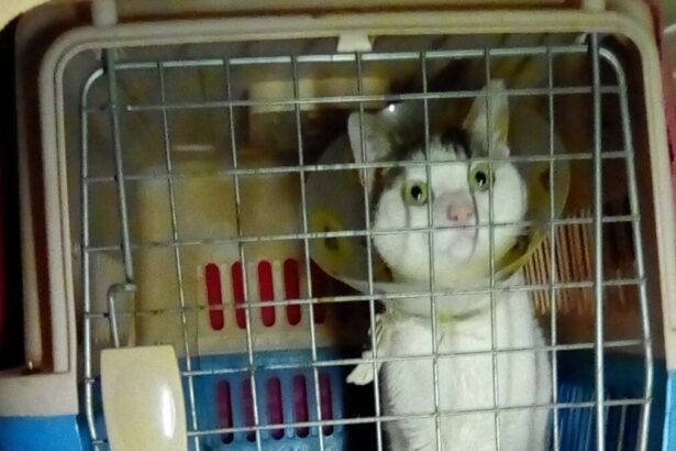 Πόνος και φόβος: Αδίστακτος "κυνηγός" γατών με όπλο στο Χαϊδάρι 47