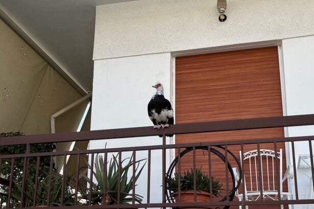 Από την πανίδα Ακρίτα & Πλαταιών, στο Χαϊδάρι!!!  43