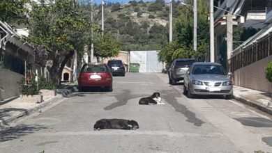 Στοπ στη διανομή αλληλογραφίας - Τα αδέσποτα τρόμαζαν την ταχυδρόμο 1