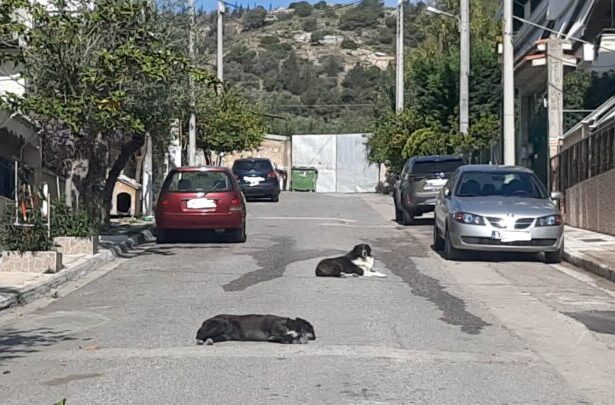 Στοπ στη διανομή αλληλογραφίας - Τα αδέσποτα τρόμαζαν την ταχυδρόμο 35