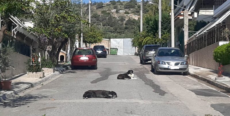 Στοπ στη διανομή αλληλογραφίας - Τα αδέσποτα τρόμαζαν την ταχυδρόμο 2 Στοπ στη διανομή αλληλογραφίας - Τα αδέσποτα τρόμαζαν την ταχυδρόμο 1