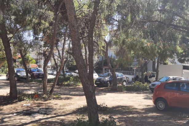 Αγωνία και αγανάκτηση στο Δάσος για την "εξαΰλωση" πευκόφυτης έκτασης - 7 ερωτήματα 11