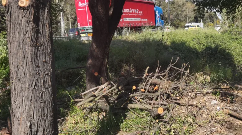Άφησαν πάρα πολλή καύσιμη ύλη στο δάσος 2 Άφησαν πάρα πολλή καύσιμη ύλη στο δάσος 1