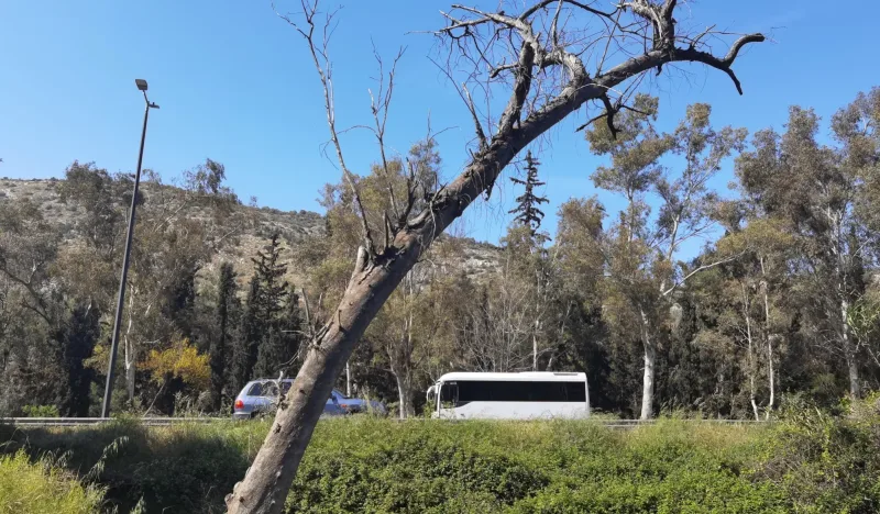 Άφησαν πάρα πολλή καύσιμη ύλη στο δάσος 5 Άφησαν πάρα πολλή καύσιμη ύλη στο δάσος 4