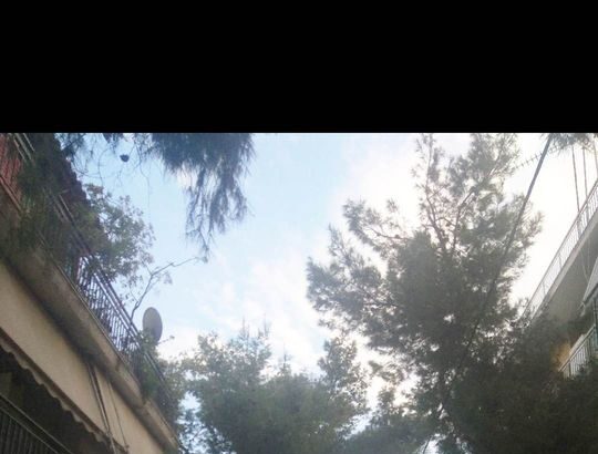 Κόψτε μεγάλα πεύκα με επικίνδυνη κλίση 39