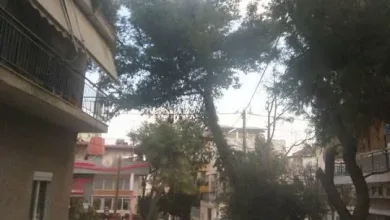 Κόψτε μεγάλα πεύκα με επικίνδυνη κλίση 21
