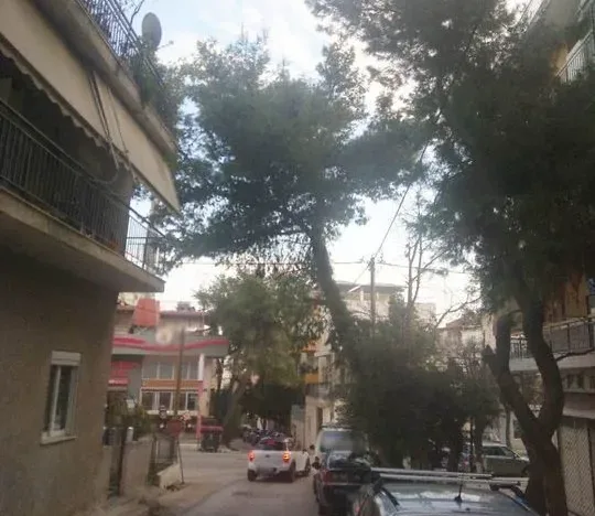 Κόψτε μεγάλα πεύκα με επικίνδυνη κλίση 1