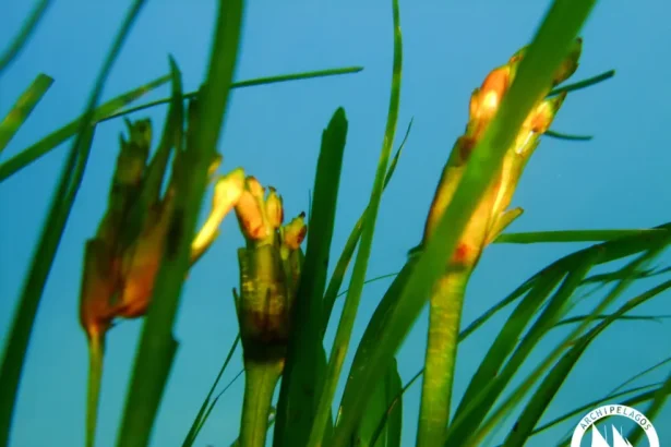 Λιβάδια Ποσειδωνίας: Γέμισαν καρπούς οι ακτές - Ένα πολύ σπάνιο φαινόμενο 19