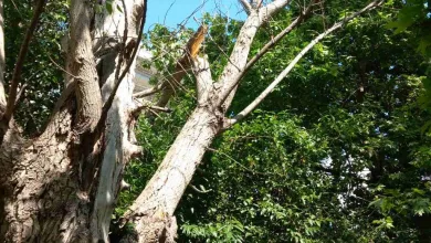 Έσπασε πανύψηλη λεύκα στο Δάσος 19