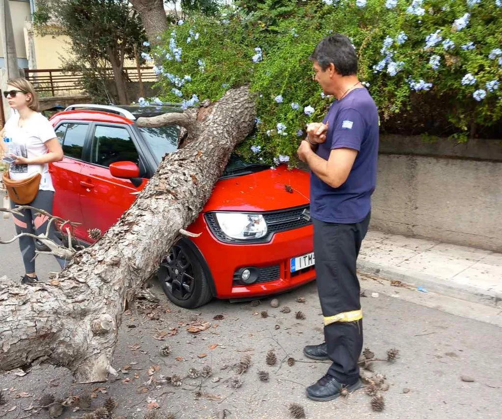 Πτώση πεύκου στο Δάσος - Διέτρεξε πολύ σοβαρό κίνδυνο γυναίκα 3