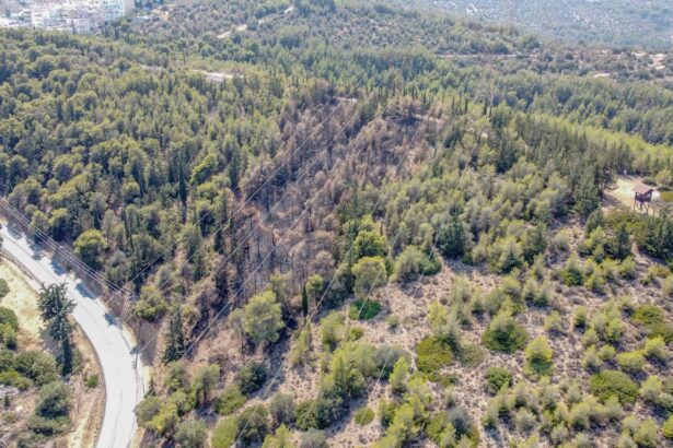 Διομήδειος Κήπος: Αποκατάσταση της καμένης πλαγιάς και φυσική αναγέννηση 23