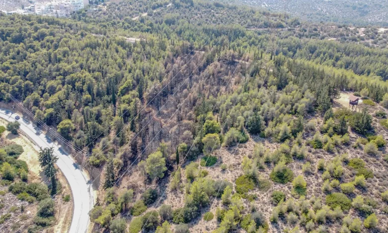 Διομήδειος Κήπος: Αποκατάσταση της καμένης πλαγιάς και φυσική αναγέννηση 2 Διομήδειος Κήπος: Αποκατάσταση της καμένης πλαγιάς και φυσική αναγέννηση 1