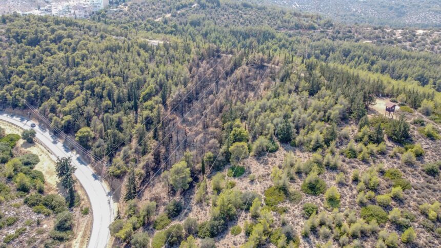 Διομήδειος Κήπος: Αποκατάσταση της καμένης πλαγιάς και φυσική αναγέννηση 2 Διομήδειος Κήπος: Αποκατάσταση της καμένης πλαγιάς και φυσική αναγέννηση 1