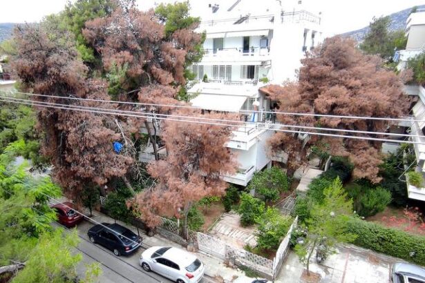 "Θα είμαστε πάντα τόσο τυχεροί με τα ξερά πεύκα, όσο σήμερα το πρωί;" 47