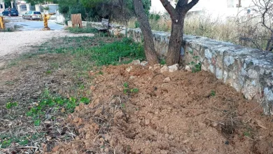 Αγριογούρουνα: Ξέρω πως είναι εδώ, δίπλα στα σπίτια! - Τι ισχύει για τις "στενές επαφές"; 15