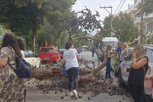 "Ποιος με προστατεύει από το ξερό πεύκο του αδιάφορου γείτονα;" 43