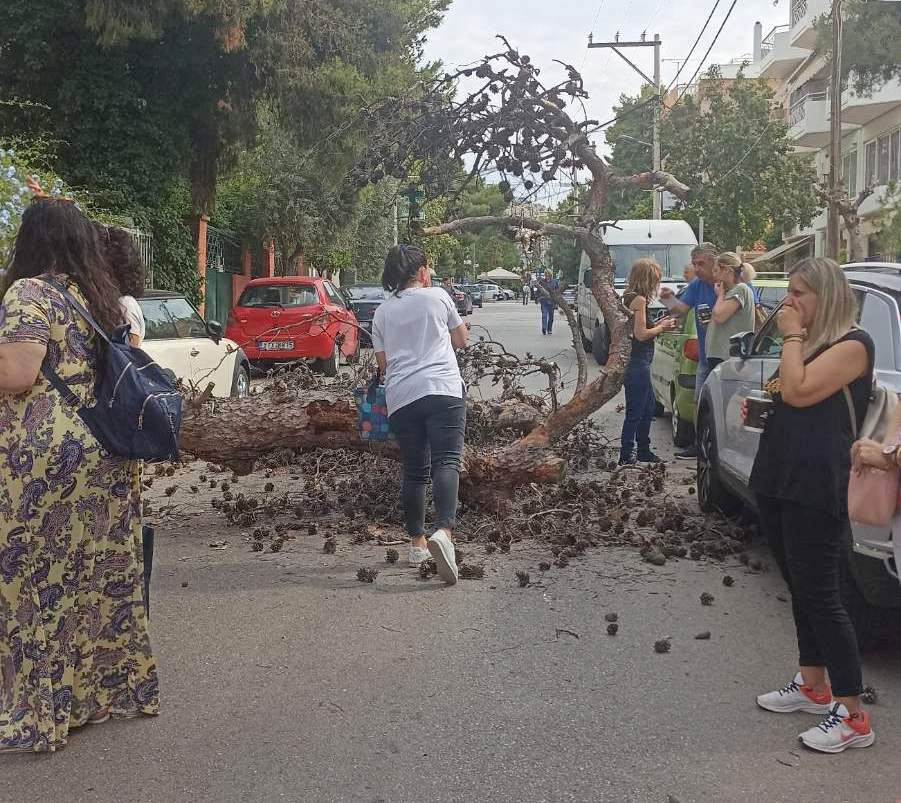 Πτώση πεύκου στο Δάσος - Διέτρεξε πολύ σοβαρό κίνδυνο γυναίκα 6 Πτώση πεύκου στο Δάσος - Διέτρεξε πολύ σοβαρό κίνδυνο γυναίκα 5