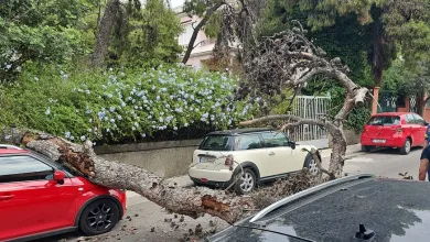 Πτώση πεύκου στο Δάσος - Διέτρεξε πολύ σοβαρό κίνδυνο γυναίκα 36