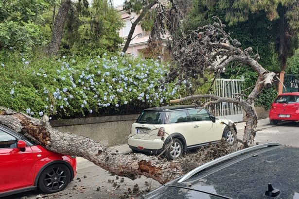 Πτώση πεύκου στο Δάσος - Διέτρεξε πολύ σοβαρό κίνδυνο γυναίκα 11