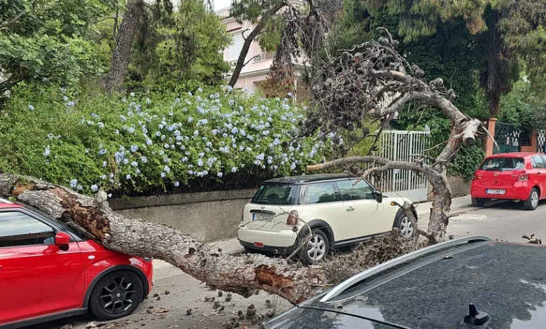 Πτώση πεύκου στο Δάσος - Διέτρεξε πολύ σοβαρό κίνδυνο γυναίκα 2 Πτώση πεύκου στο Δάσος - Διέτρεξε πολύ σοβαρό κίνδυνο γυναίκα 1