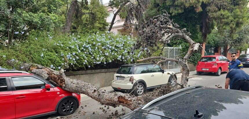 Πτώση πεύκου στο Δάσος - Διέτρεξε πολύ σοβαρό κίνδυνο γυναίκα 1