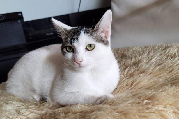 Επιστήμονες αναπτύσσουν αντισύλληψη μακράς διάρκειας για γάτες 31