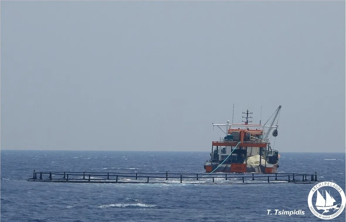 Οι θανατώσεις δελφινιών στο Αιγαίο συνεχίζονται 6 Οι θανατώσεις δελφινιών στο Αιγαίο συνεχίζονται 5