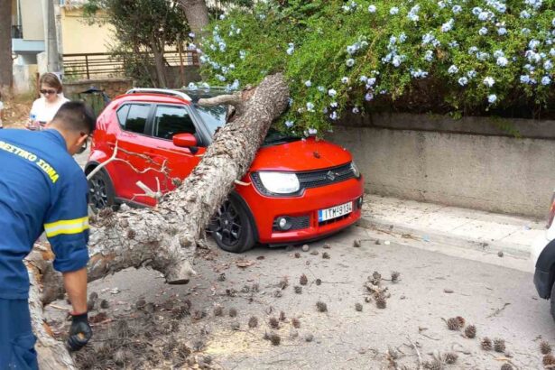 Επικίνδυνα δέντρα στο Χαϊδάρι: Να ποντάρουμε για πάντα στην καλή μας τύχη; 27