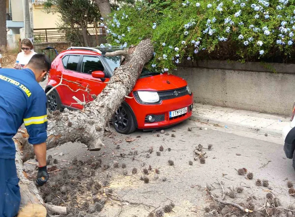 "Είχα στείλει δύο επιστολές για το επικίνδυνο πεύκο - Τελικά έπεσε" 8 "Είχα στείλει δύο επιστολές για το επικίνδυνο πεύκο - Τελικά έπεσε" 7