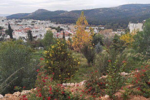 Μεταμόρφωση μπαζότοπου σε ανάσα 11