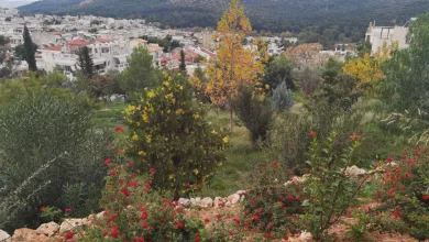 Μεταμόρφωση μπαζότοπου σε ανάσα 21