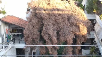 Η αγωνία μιας Δασιώτισσας 23