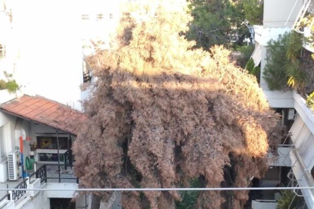 Η αγωνία μιας Δασιώτισσας 15