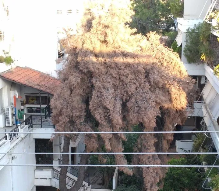Η αγωνία μιας Δασιώτισσας 1