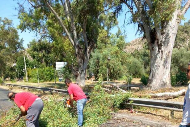 Πτώση μεγάλου κλαδιού στη Λεωφόρο Αθηνών 11