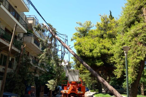 Χαϊδάρι: Πτώση δέντρου σε καλώδια 7
