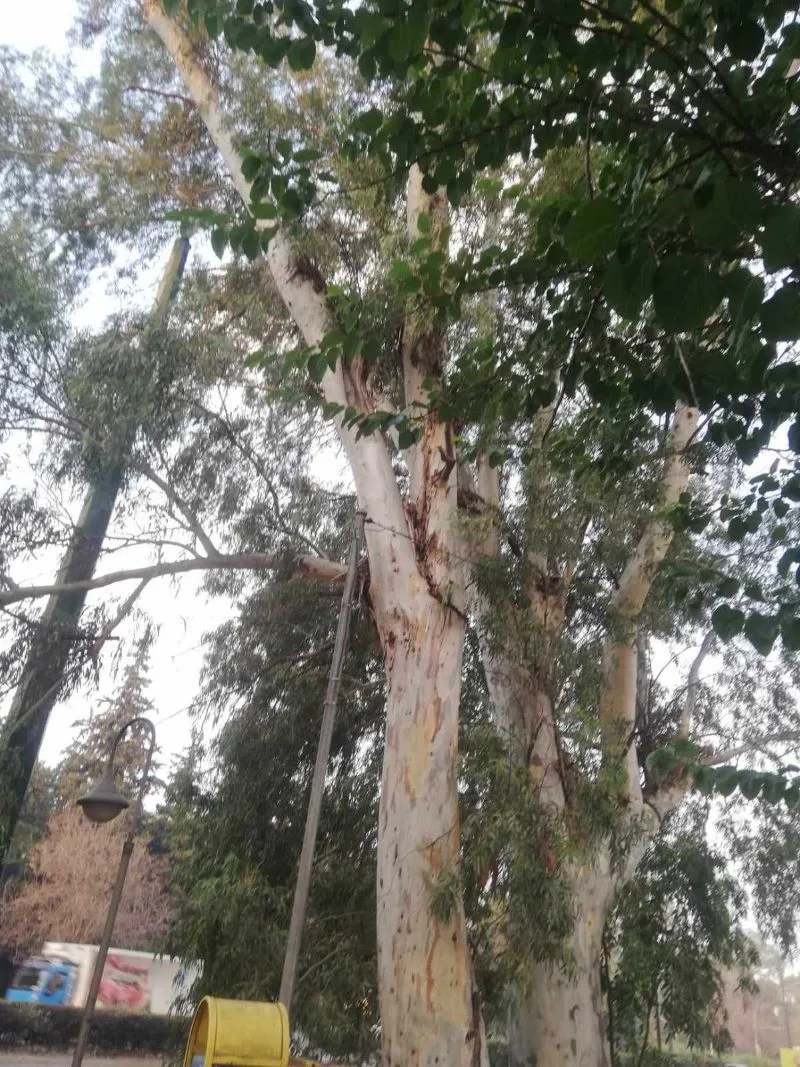 Κίνδυνος πάνω από τη Λεωφόρο Αθηνών 2 Κίνδυνος πάνω από τη Λεωφόρο Αθηνών 1