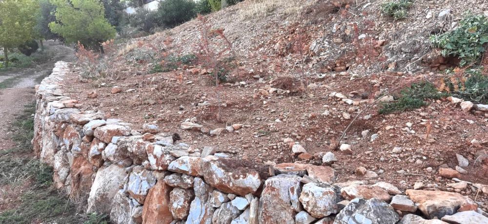 Η "χαρούμενη" δενδροφύτευση άφησε ένα θλιβερό τοπίο 4 Η "χαρούμενη" δενδροφύτευση άφησε ένα θλιβερό τοπίο 3