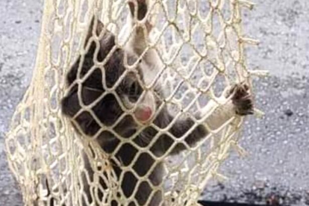 Εθελοντές απεγκλώβισαν γατάκι που έπεσε σε φρεάτιο στο Αιγάλεω τις μέρες της πλημμύρας 15