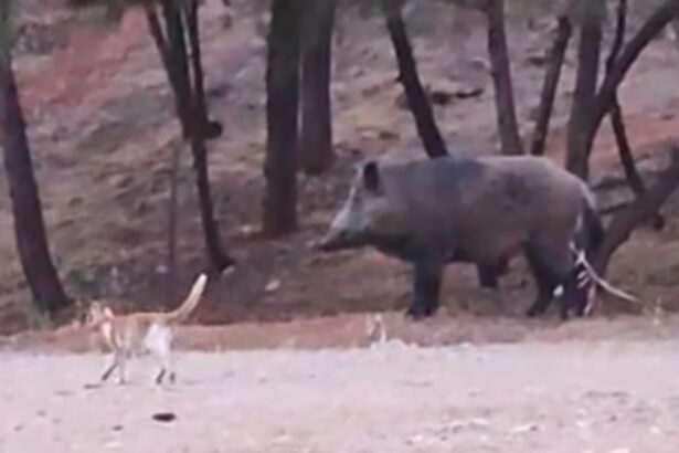 Ένας κάπρος σουλατσάρει στο Δαφνί 19