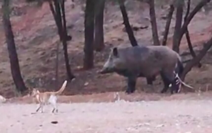 Ένας κάπρος σουλατσάρει στο Δαφνί 1