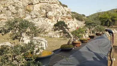 Μορίες ελιές στο Ιερό της Αφροδίτης - Η μοναδική έκθεση μπονσάι αγριελιάς 75