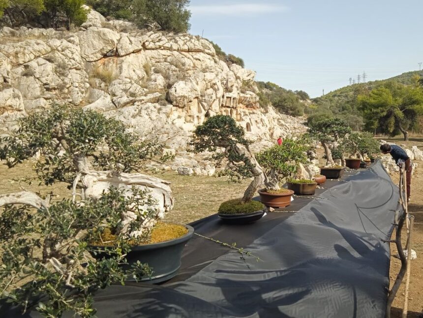 Μορίες ελιές στο Ιερό της Αφροδίτης - Η μοναδική έκθεση μπονσάι αγριελιάς 2 Μορίες ελιές στο Ιερό της Αφροδίτης - Η μοναδική έκθεση μπονσάι αγριελιάς 1